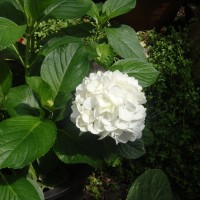 Hydrangea macrophylla (Thunb.) Ser.